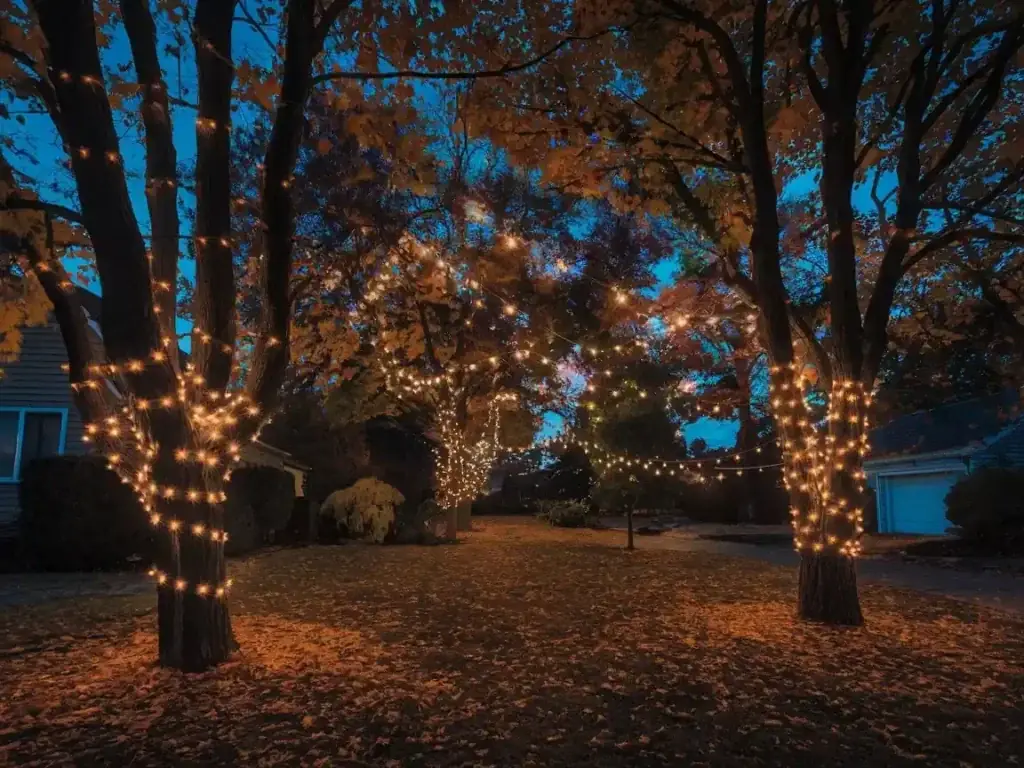 Front yard trees wrapped with subtle Halloween lights